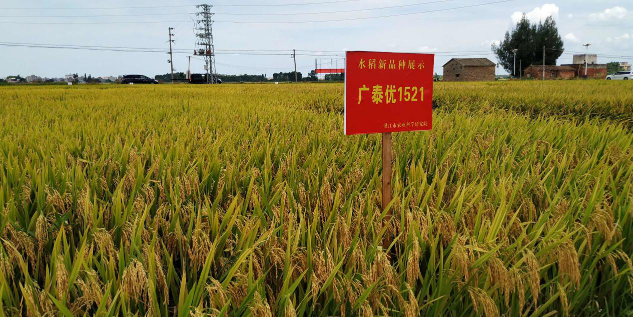 我市召开水稻新品种示范现场观摩会