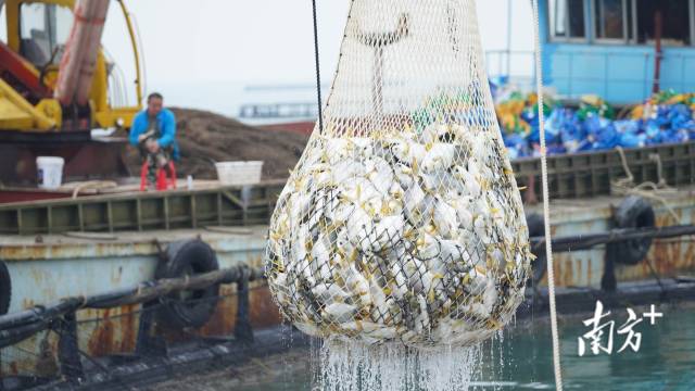 湛江金鲳鱼捕捞现场。 