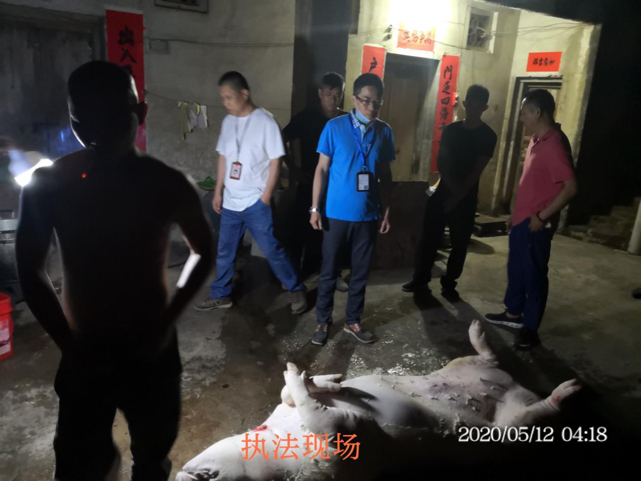 市县两级农业农村部门开展打击生猪私宰联合行动